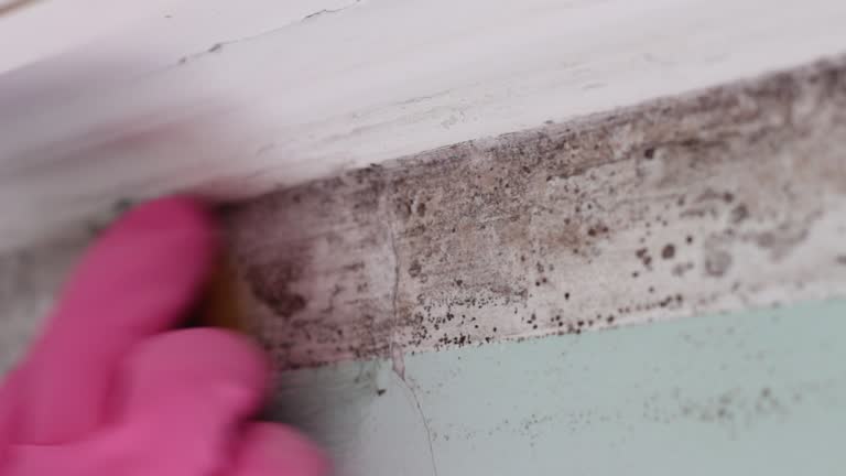 Best Post-Construction Mold Inspection  in Mineola, TX